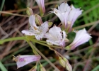<i>Alstroemeria albescens</i> M.C. Assis [Alstroemeriaceae]