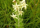 <i>Oxypetalum dusenii</i> Malme [Apocynaceae]