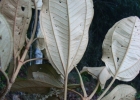 <i>Miconia cabucu</i> Hoehne  [Melastomataceae]