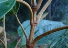 <i>Miconia cabucu</i> Hoehne  [Melastomataceae]