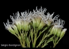 <i>Eupatorium ericoides</i> DC. [Asteraceae]