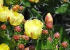 <i>Opuntia monacantha</i> (Willd.) Haw. [Cactaceae]