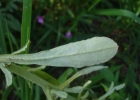 <i>Gamochaeta pensylvanica</i> (Willd.) Cabrera [Asteraceae]