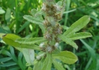 <i>Gamochaeta pensylvanica</i> (Willd.) Cabrera [Asteraceae]