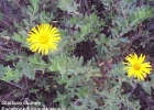 <i>Grindelia puberula</i> Hook. & Arn. [Asteraceae]