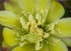 <i>Opuntia monacantha</i> (Willd.) Haw. [Cactaceae]