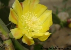 <i>Opuntia monacantha</i> (Willd.) Haw. [Cactaceae]