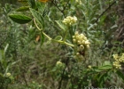 <i>Varronia polycephala</i> Lam. [Boraginaceae]