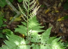 <i>Botrychium virginianum</i> (L.) Sw.. [Ophioglossaceae]