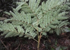 <i>Abarema langsdorfii</i> (Benth.) Barneby & J.W.Grimes [Fabaceae]