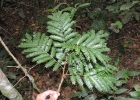 <i>Abarema langsdorfii</i> (Benth.) Barneby & J.W.Grimes [Fabaceae]