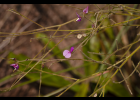 <i>Desmodium arechavaletae</i> Burkart [Fabaceae]