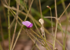 <i>Desmodium arechavaletae</i> Burkart [Fabaceae]