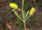 <i>Mimosa daleoides</i> Benth. [Fabaceae]