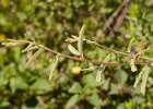 <i>Mimosa daleoides</i> Benth. [Fabaceae]