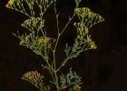 <i>Hypericum myrianthum</i> Cham. & Schltdl. [Hypericaceae]