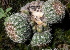 <i>Parodia crassigibba</i> (Ritter) N. P. Taylor [Cactaceae]