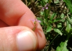 <i>Sisyrinchium minutiflorum</i> Klatt [Iridaceae]