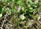 <i>Sisyrinchium minutiflorum</i> Klatt [Iridaceae]