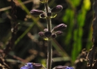 <i>Salvia procurrens</i> Benth. [Lamiaceae]