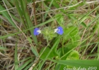 <i>Salvia procurrens</i> Benth. [Lamiaceae]