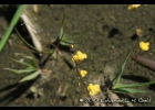 <i>Utricularia subulata</i> L. [Lentibulariaceae]
