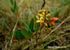 <i>Galphimia australis</i> Chodat [Malpighiaceae]