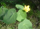 <i>Abutilon umbelliflorum</i> A. St.-Hil. [Malvaceae]