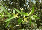 <i>Ludwigia peruviana</i> (L.) H. Hara [Onagraceae]