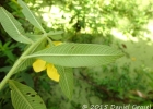 <i>Ludwigia peruviana</i> (L.) H. Hara [Onagraceae]