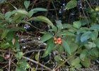 <i>Citharexylum myrianthum</i> Cham. [Verbenaceae]