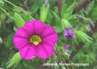 <i>Calibrachoa missionica</i> Stehmann & Semir [Solanaceae]