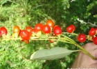 <i>Citharexylum myrianthum</i> Cham. [Verbenaceae]