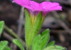 <i>Calibrachoa missionica</i> Stehmann & Semir [Solanaceae]