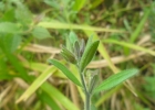 <i>Calibrachoa linoides</i> (Sendtn.) Wijsman [Solanaceae]