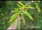 <i>Citharexylum myrianthum</i> Cham. [Verbenaceae]