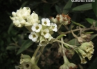 <i>Buddleja kleinii</i> E.M.Norman & L.B.Sm. [Scrophulariaceae]