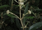 <i>Buddleja kleinii</i> E.M.Norman & L.B.Sm. [Scrophulariaceae]