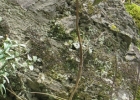 <i>Buddleja hatschbachii</i> E.M.Norman & L.B.Sm. [Scrophulariaceae]