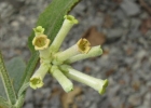 <i>Buddleja hatschbachii</i> E.M.Norman & L.B.Sm. [Scrophulariaceae]
