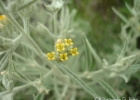 <i>Buddleja grandiflora</i> Cham. & Schltdl. [Scrophulariaceae]