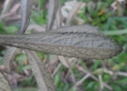 <i>Buddleja elegans</i> Cham. & Schltdl. [Scrophulariaceae]