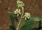 <i>Buddleja elegans</i> Cham. & Schltdl. [Scrophulariaceae]