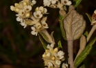 <i>Buddleja cuneata</i> Cham. [Scrophulariaceae]