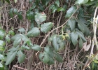 <i>Urvillea ulmacea</i> Kunth [Sapindaceae]