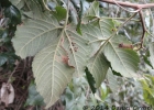 <i>Urvillea ulmacea</i> Kunth [Sapindaceae]