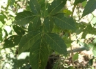 <i>Serjania meridionalis</i> Cambess. [Sapindaceae]