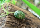 <i>Melothria pendula</i> L. [Cucurbitaceae]
