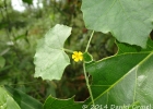 <i>Melothria pendula</i> L. [Cucurbitaceae]