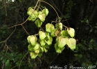 <i>Serjania hebecarpa</i> Benth. [Sapindaceae]